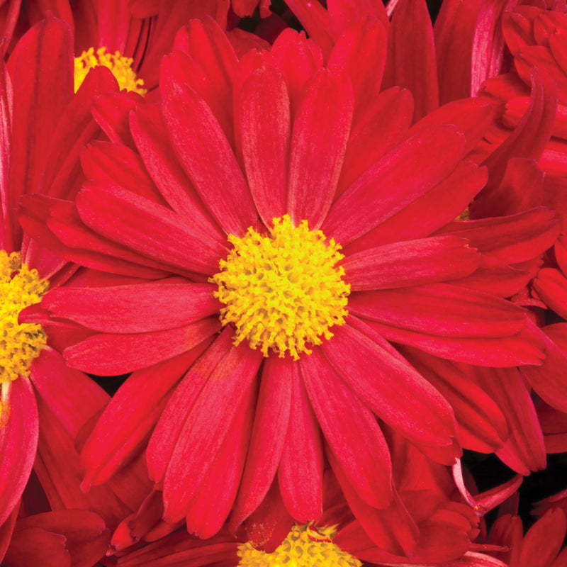 Chrysanthemum, Red