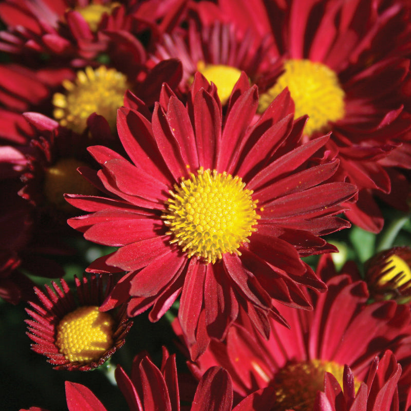 Chrysanthemum, Red