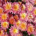 Chrysanthemum, Pink