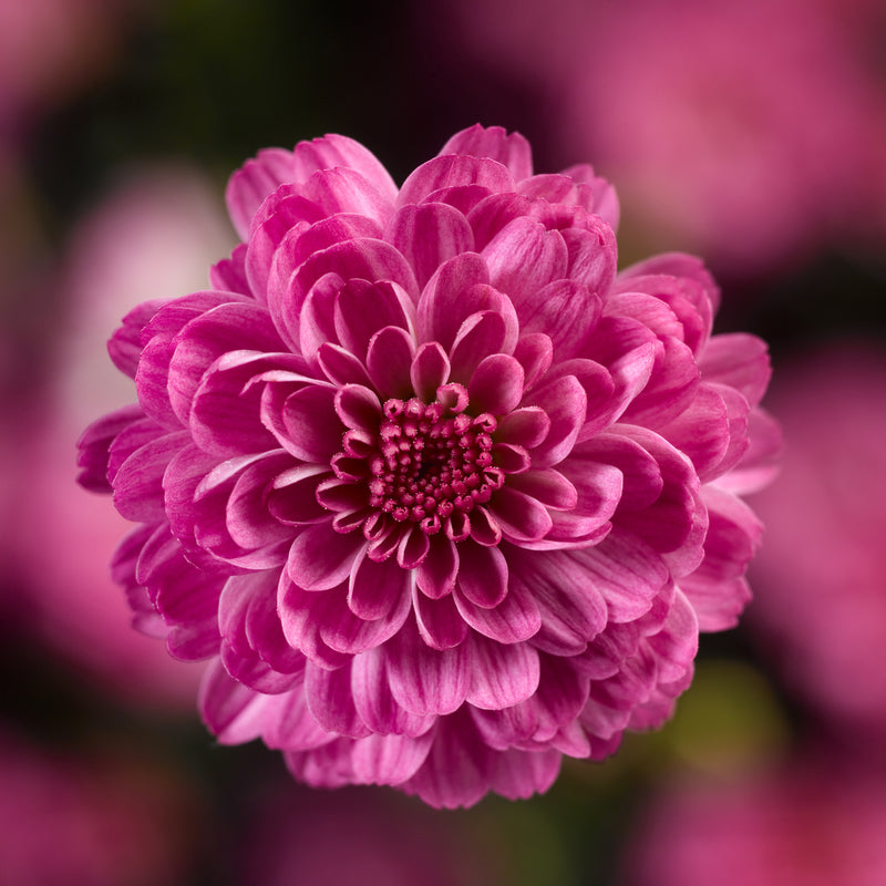 Chrysanthemum, Pink