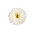 Chrysanthemum, White