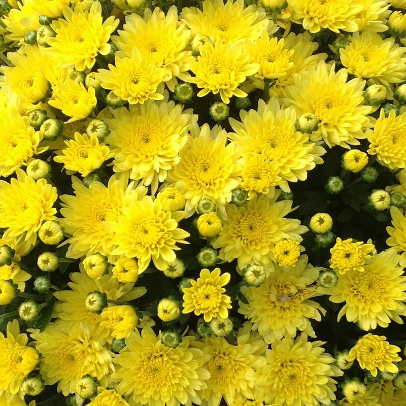 Chrysanthemum, Yellow