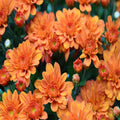 Chrysanthemum, Orange