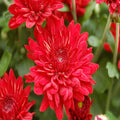 Chrysanthemum, Red