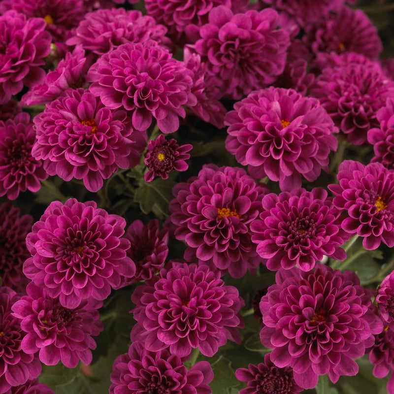 Chrysanthemum, Purple