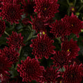 Chrysanthemum, Red