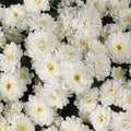Chrysanthemum, White