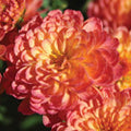 Chrysanthemum, Pink