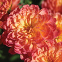 Chrysanthemum, Pink