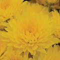 Chrysanthemum, Yellow