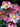 Helleborus ‘Merlin’ HGC Series (Lenten Rose)
