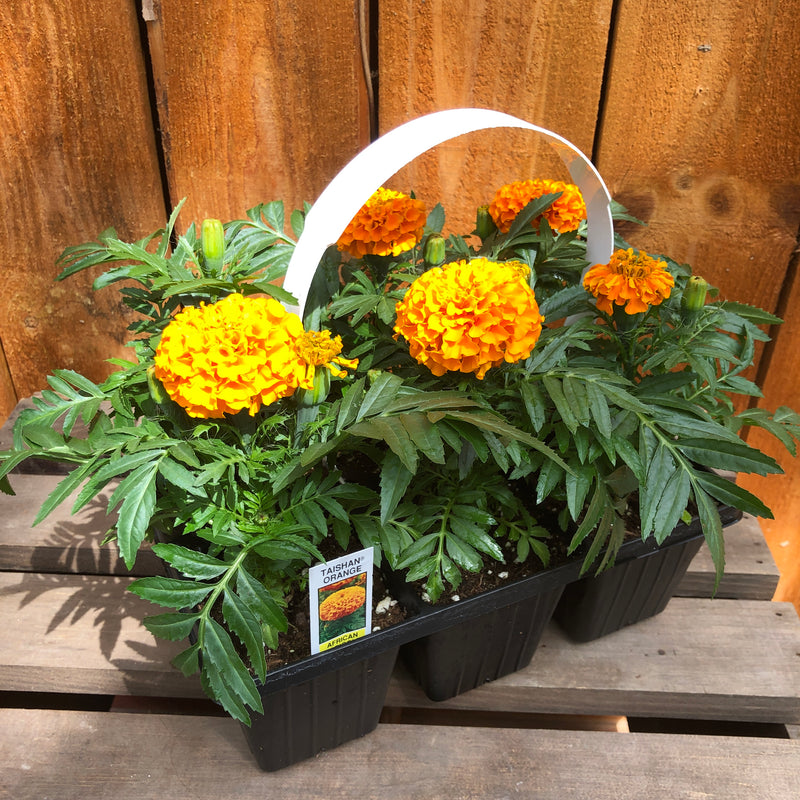 Marigold, African