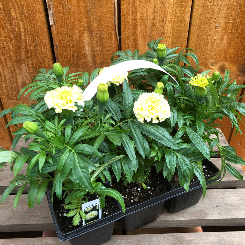 Marigold, African