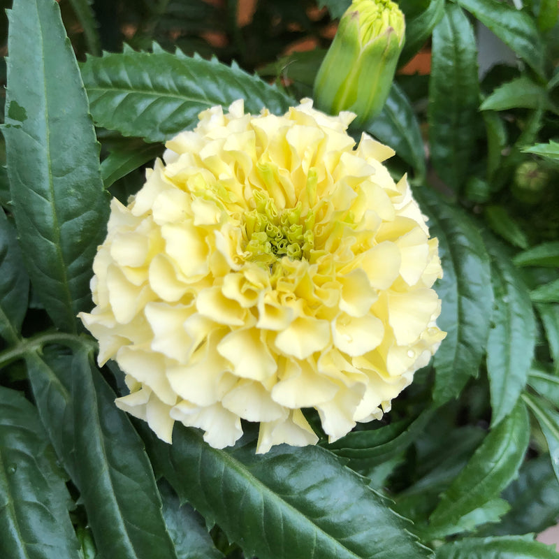 Marigold, African