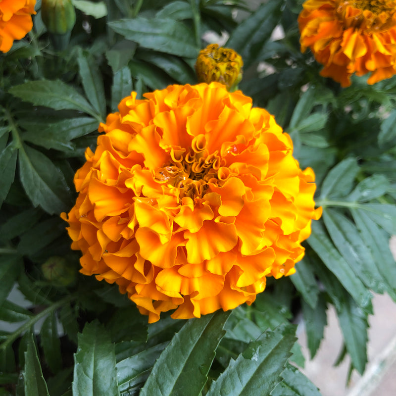 Marigold, African