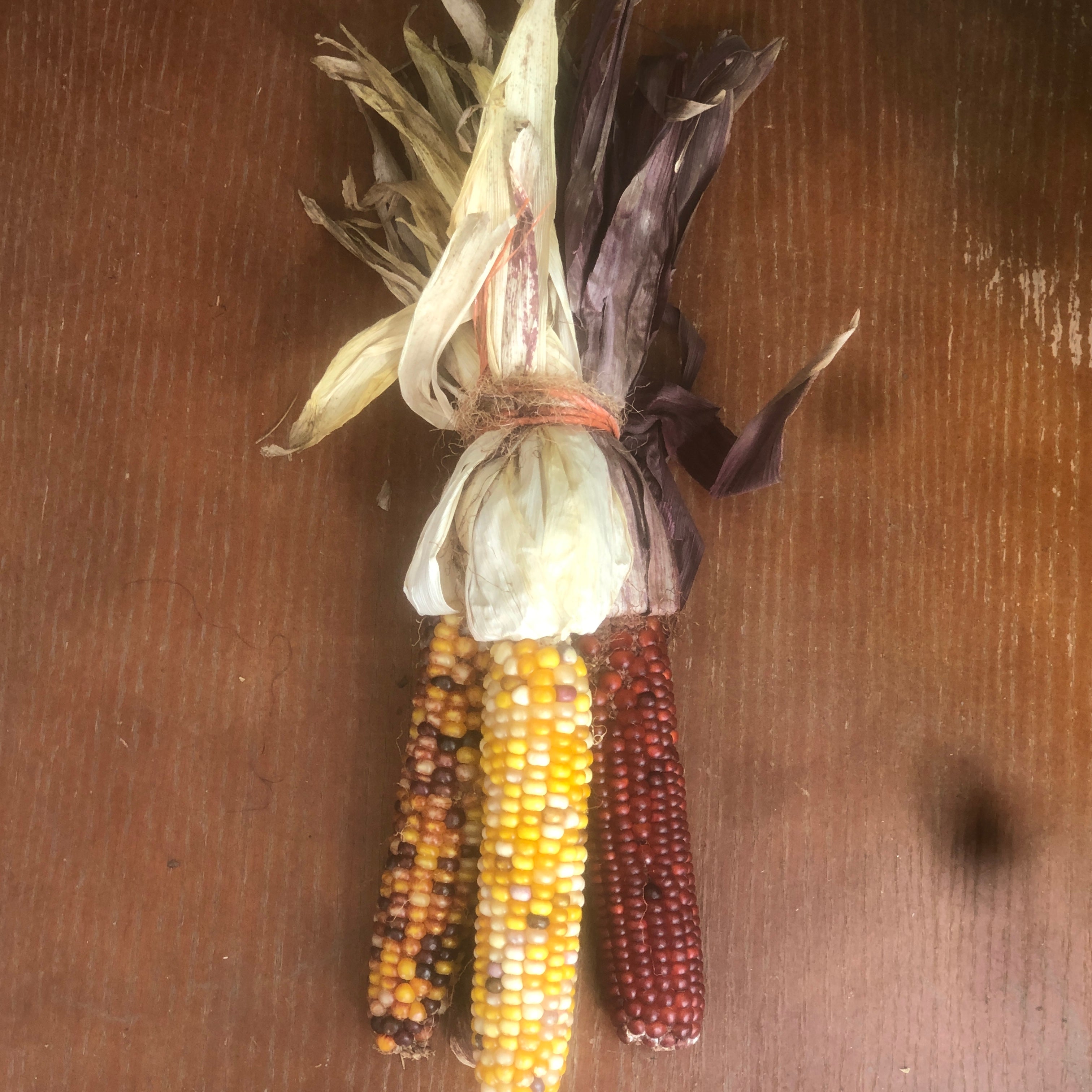 Indian Corn