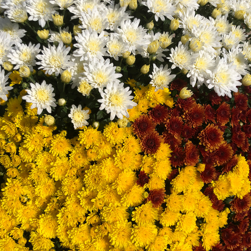 Chrysanthemum, Combos