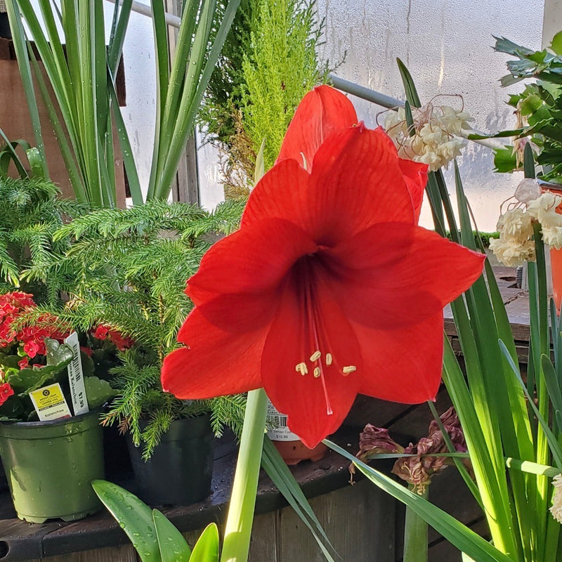 Amaryllis