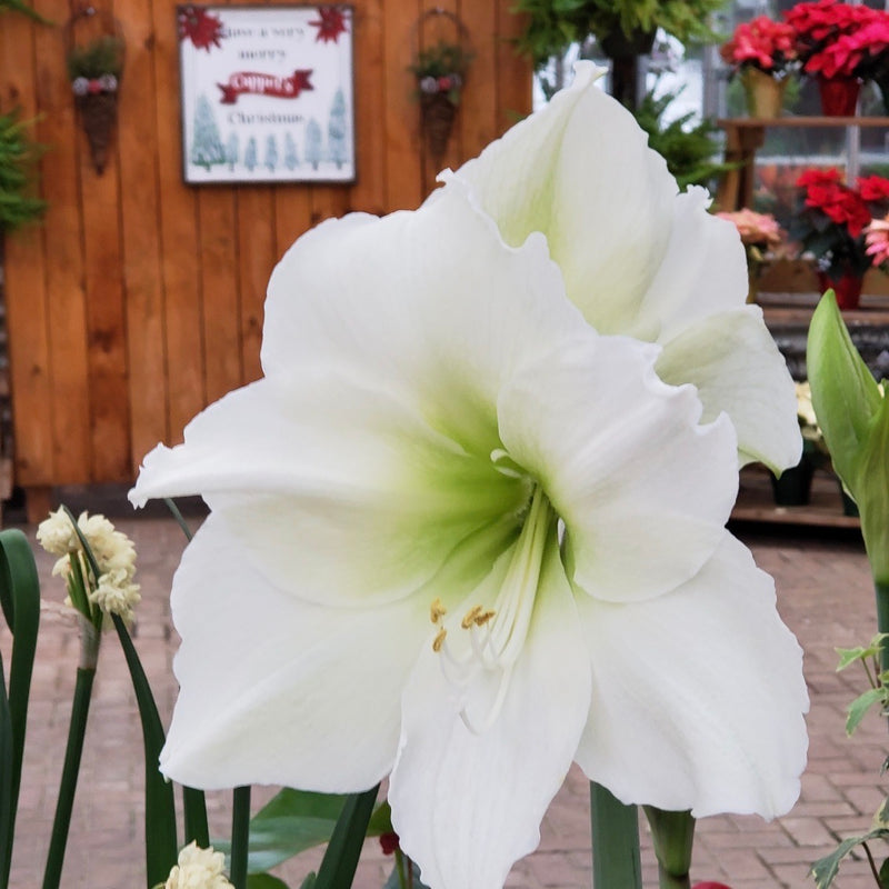 Amaryllis