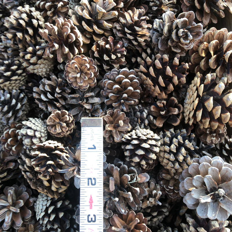 Loose Pine Cones