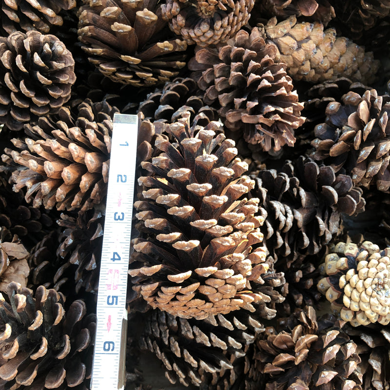 Loose Pine Cones