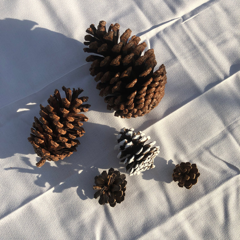 Loose Pine Cones