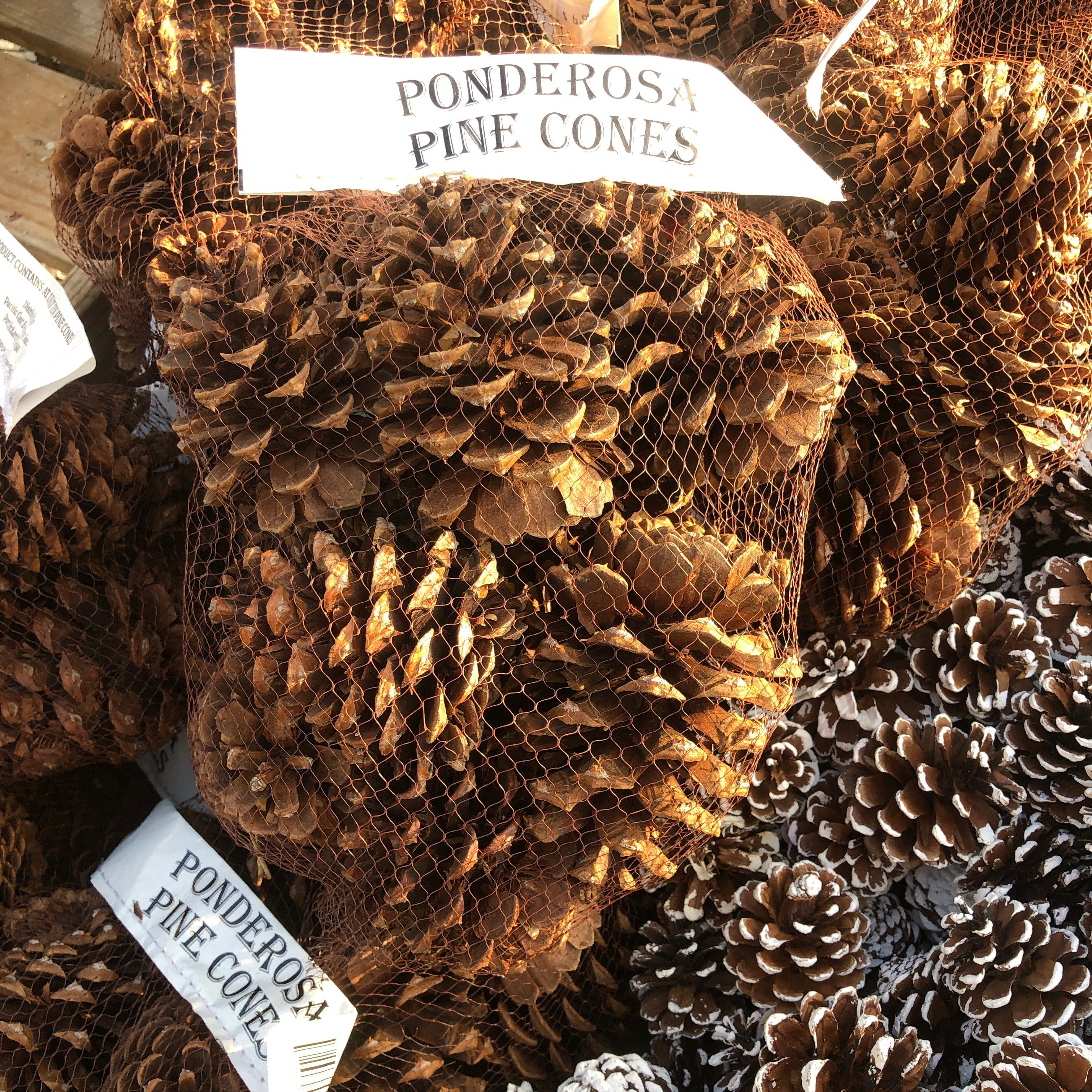 Ponderosa Pine Cones