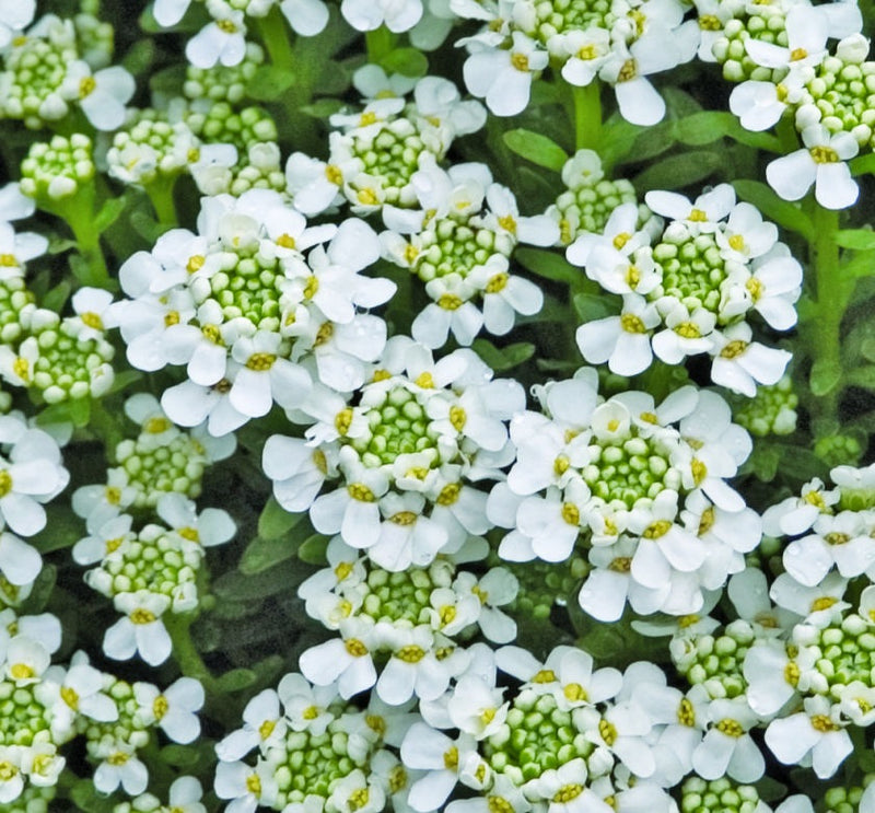 Iberis 'Snowflake'