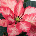Poinsettia