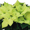 Poinsettia