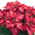Poinsettia