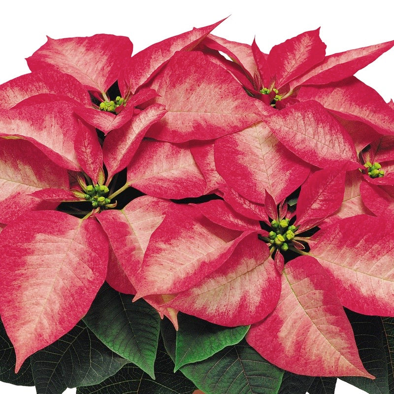 Poinsettia