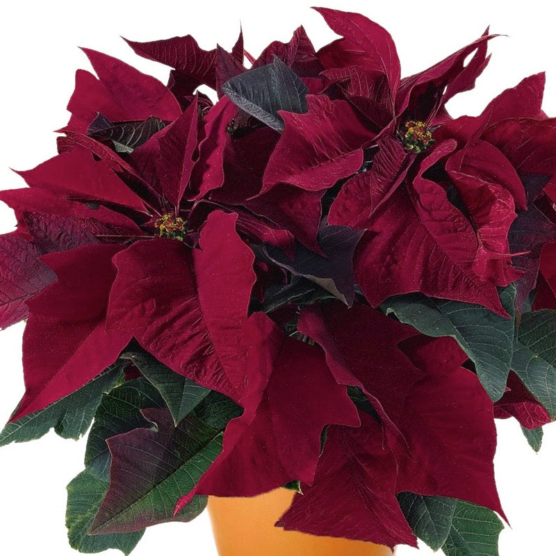 Poinsettia