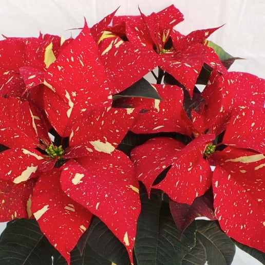 Poinsettia