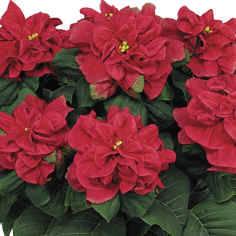 Poinsettia