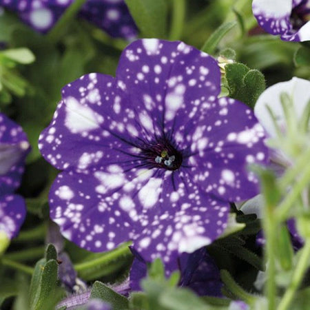 Petunia, Headliner