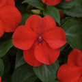 Impatiens, Beacon