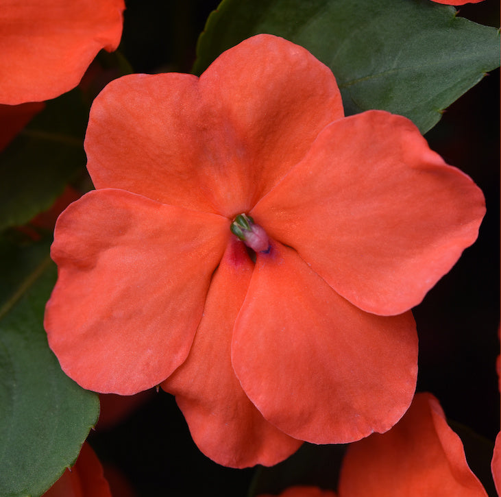 Impatiens, Beacon