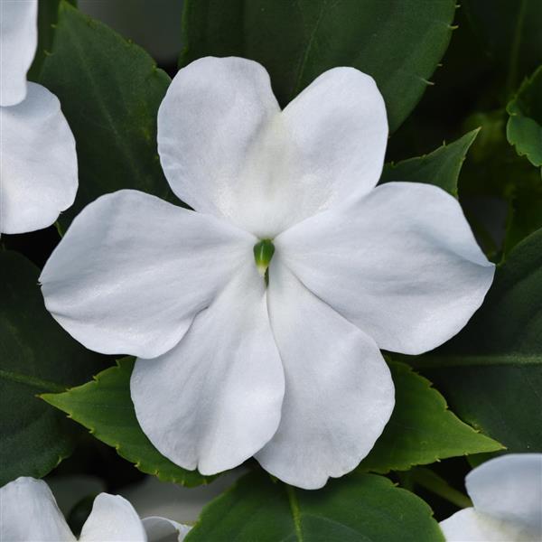 Impatiens, Beacon