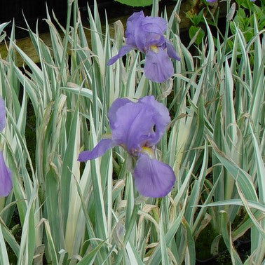 Iris p 'Albo Verigata'