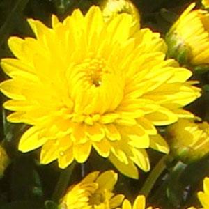 Chrysanthemum, Yellow