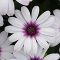 Osteospermum 'African Daisy' Annual