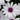 Osteospermum 'African Daisy' Annual