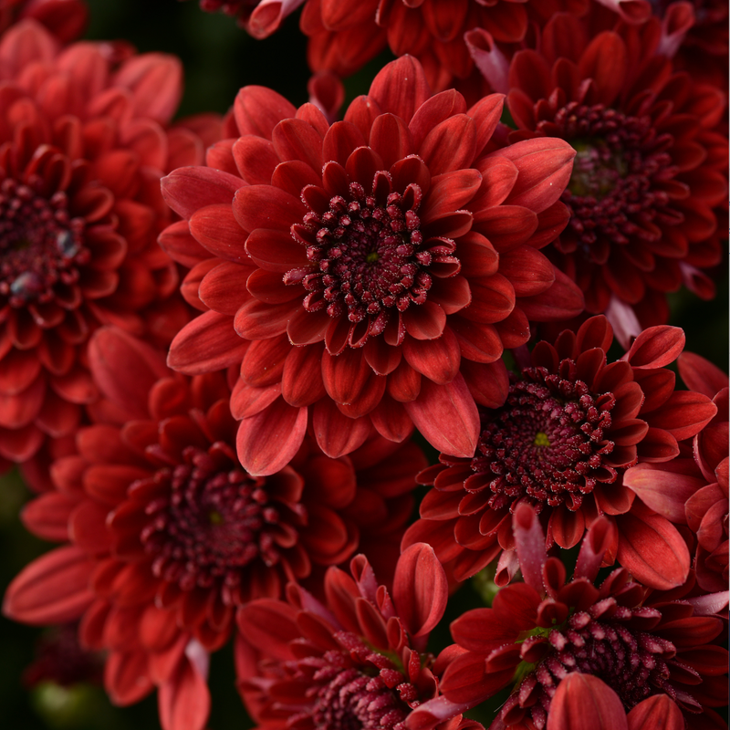 Chrysanthemum, Red