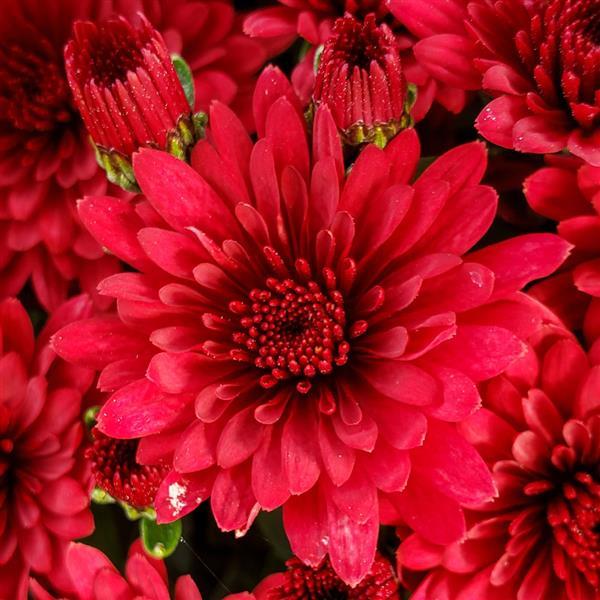 Chrysanthemum, Red