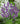 Lavandula a. 'Munstead'