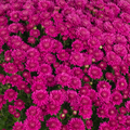 Chrysanthemum, Pink