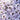 Lobularia, 'Sweet Alyssum'