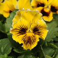 Pansy, Frizzle Sizzle