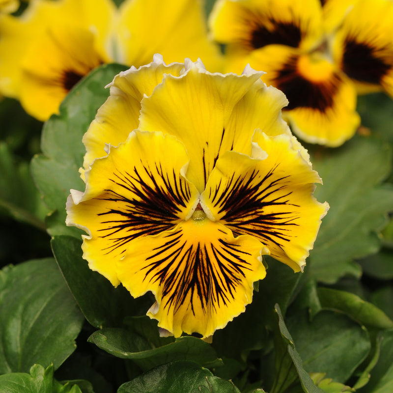 Pansy, Frizzle Sizzle